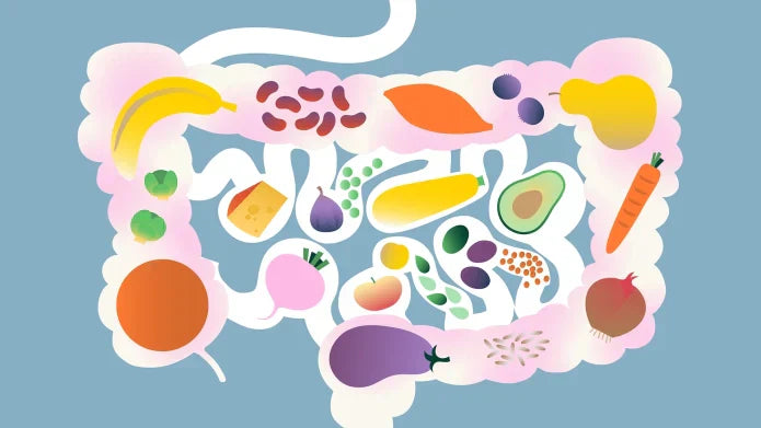 Illustration of the human gut for Nutritional Wholesaler’s wholesale gut health supplements guide